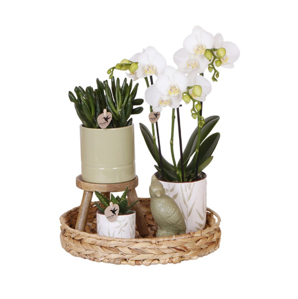 Botanical Giftset large - Verdant Harmony